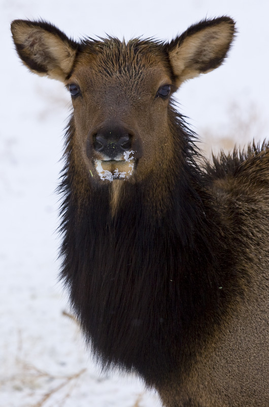 Elk